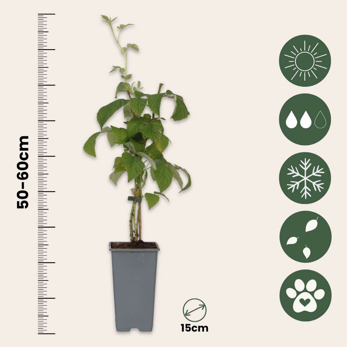 Rubus idaeus 'Malling Promise' - Set van 2 - Framboos
