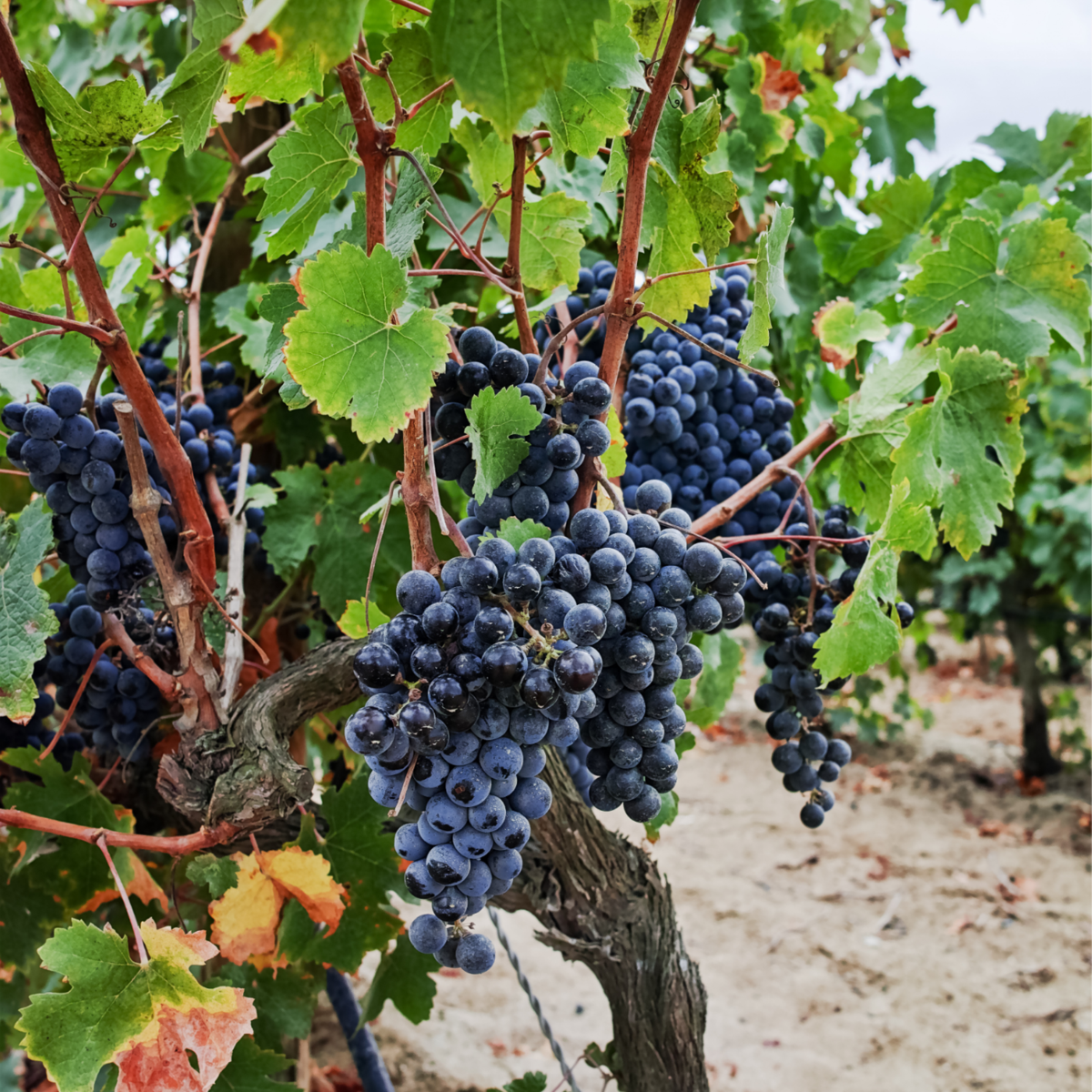 Druivenplanten - Set van 3 - Vitis Vinifera - Blauw