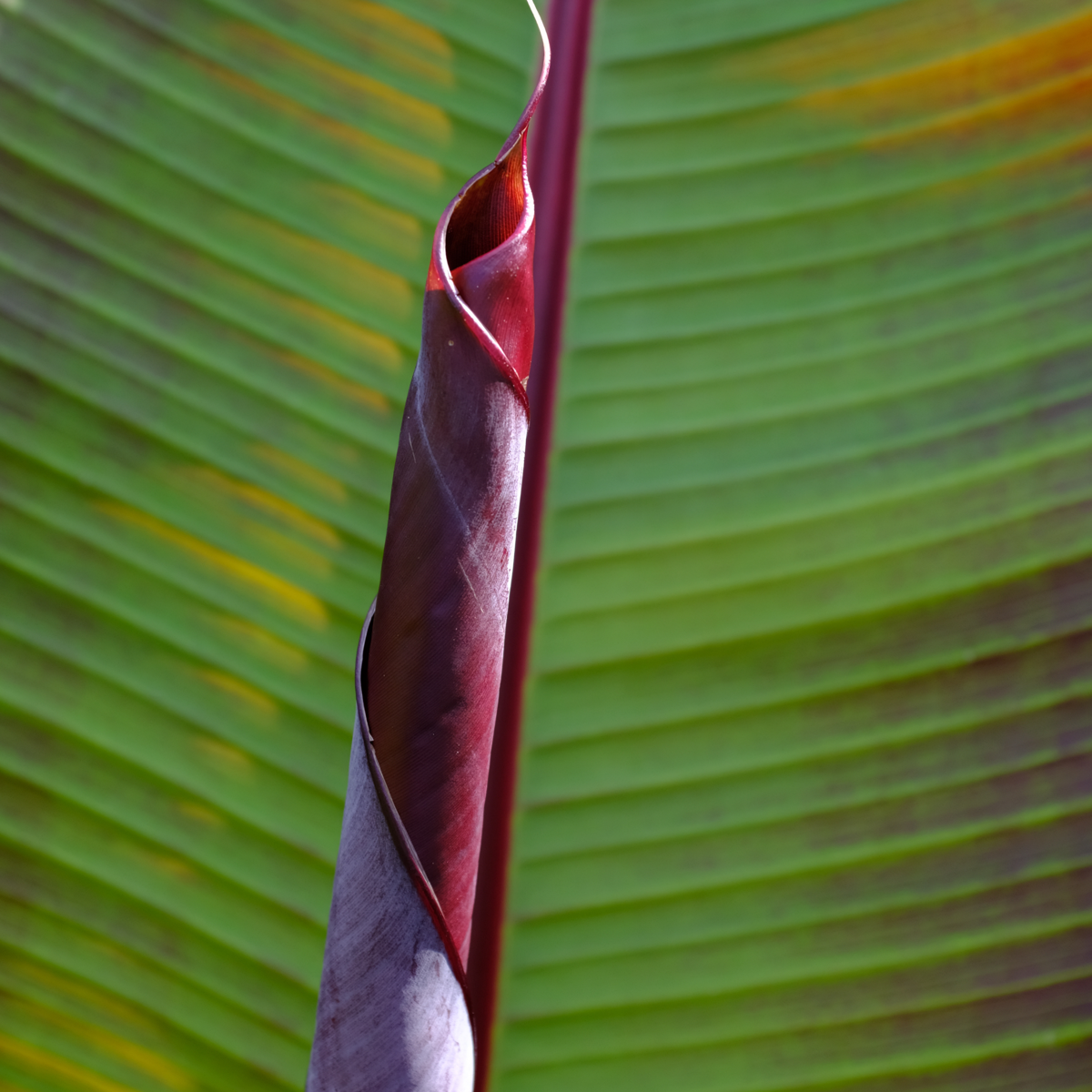 Musa sikkimensis Ever Red - Set van 2 - Rode bananenplant