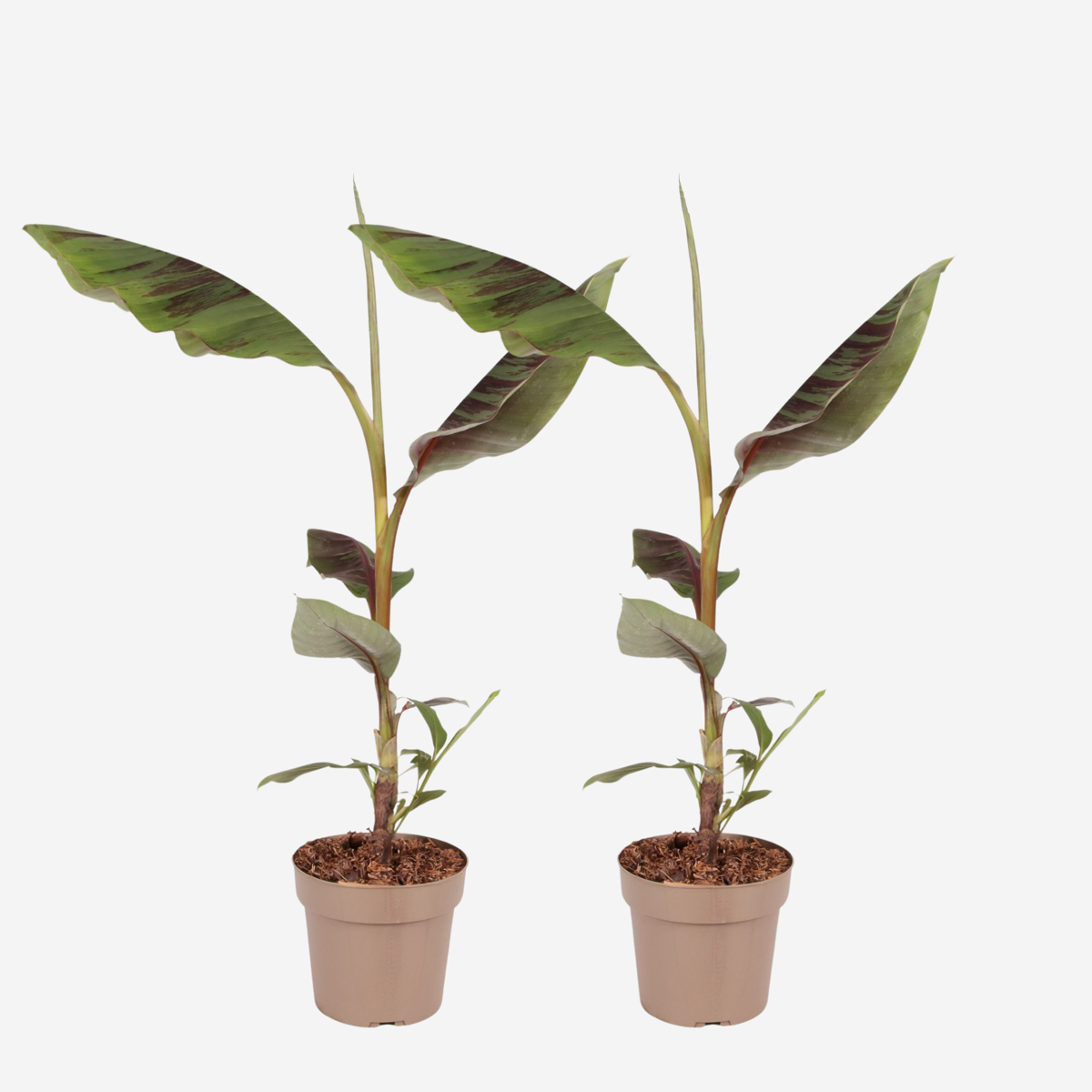 Musa sikkimensis Ever Red - Set van 2 - Rode bananenplant