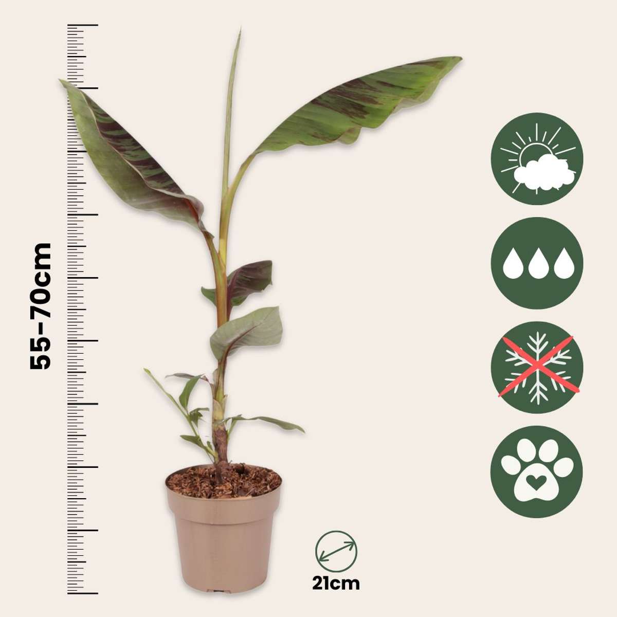 Musa sikkimensis Ever Red - Set van 2 - Rode bananenplant