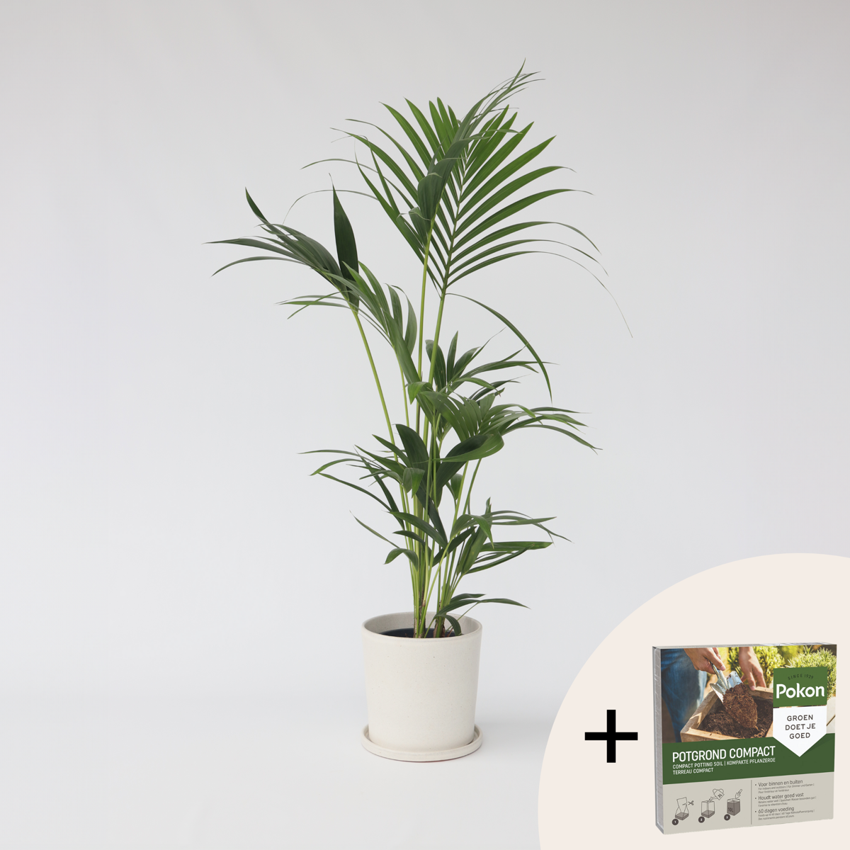 Howea Forsteriana - Kentiapalm - Met potgrond