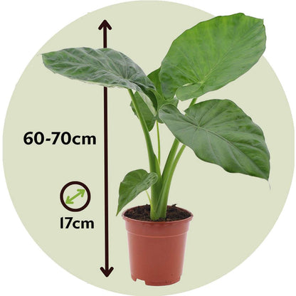 Alocasia 'Macrorrhiza' - Olifantsoor