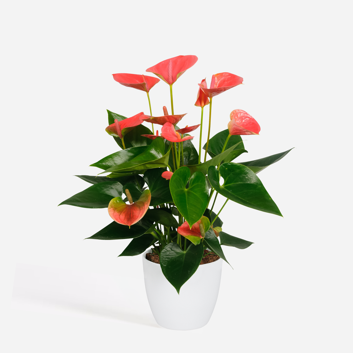 Anthurium 'Sweet Dream' - Flamingoplant