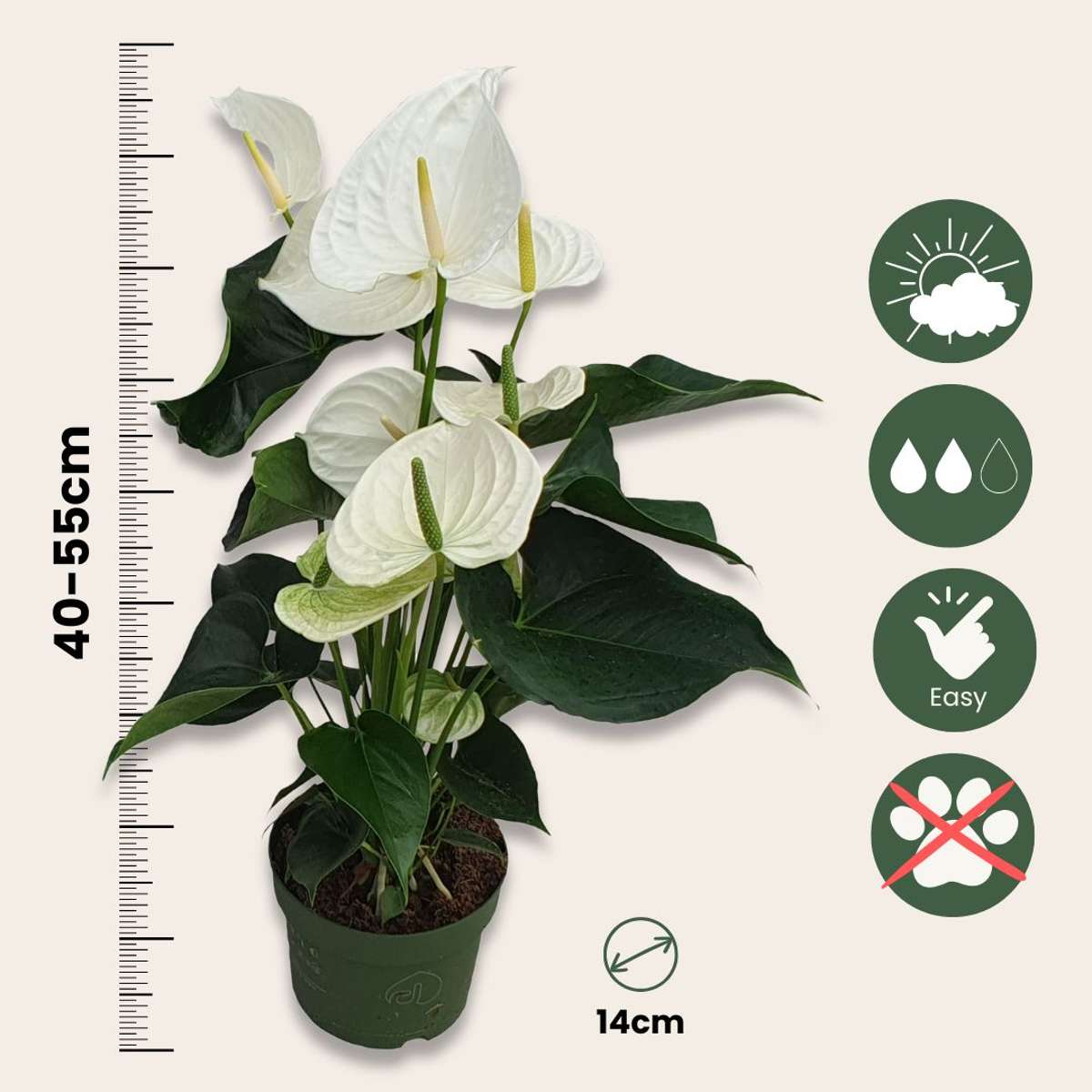Anthurium 'Alaska White' - Flamingoplant