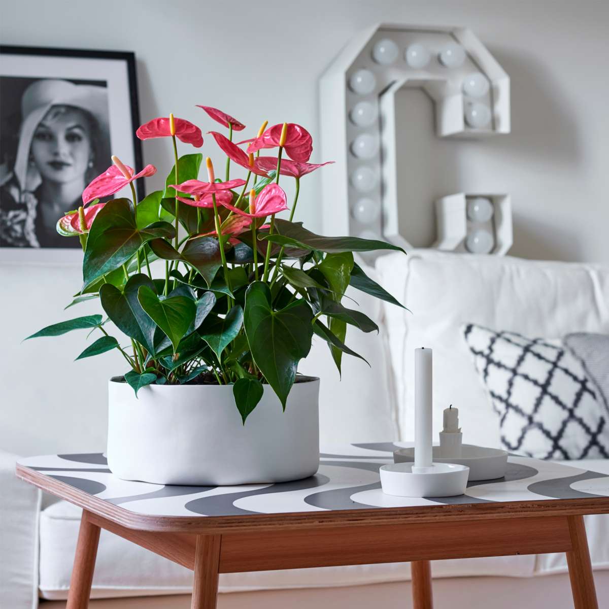 Anthurium 'Maine Pink' - Flamingoplant