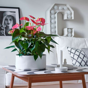 Anthurium 'Maine Pink' - Flamingoplant