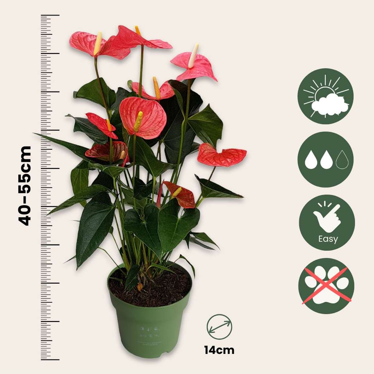 Anthurium 'Maine Pink' - Flamingoplant