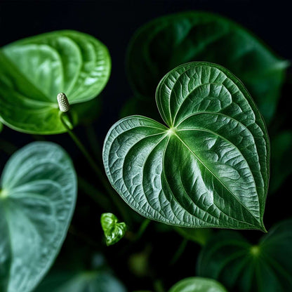 Anthurium 'Madural Orange' - Flamingoplant
