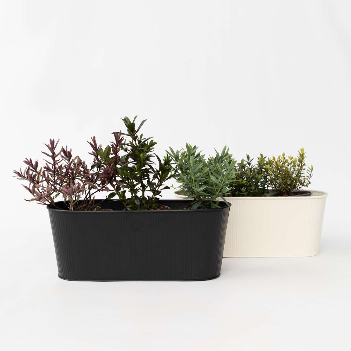 Hebe pinguifolia - Mix van 6 - Struikveronica