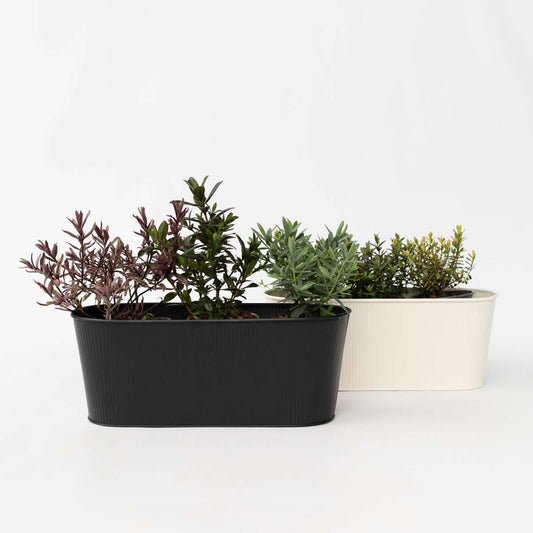 Hebe pinguifolia - Mix van 6 - Struikveronica