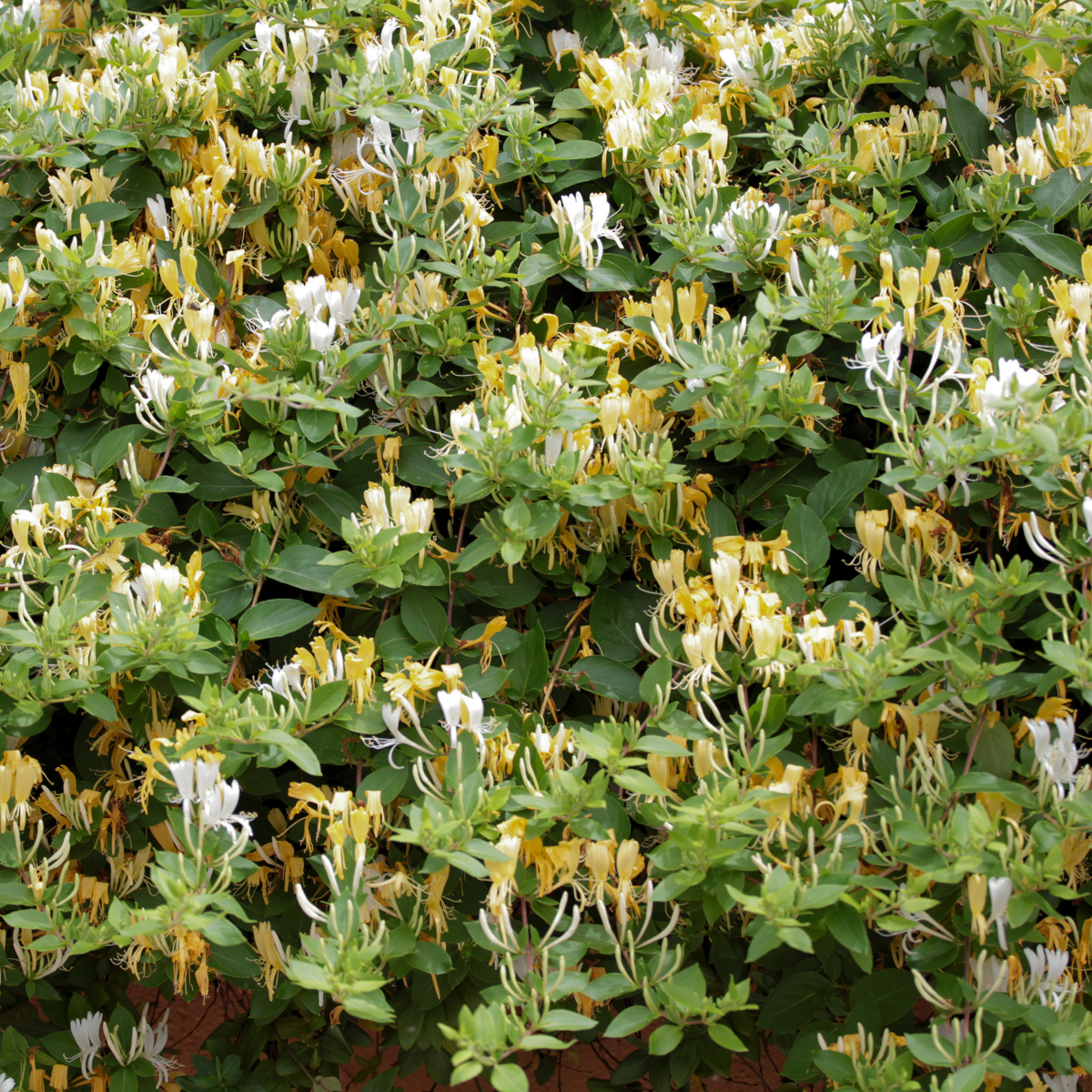 Lonicera henryi Copper Beauty - Set van 2 - Kamperfoelie