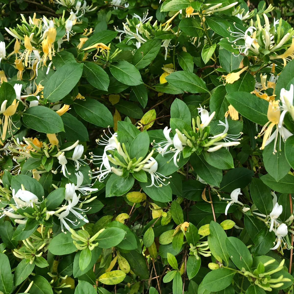 Lonicera henryi Copper Beauty - Set van 2 - Kamperfoelie
