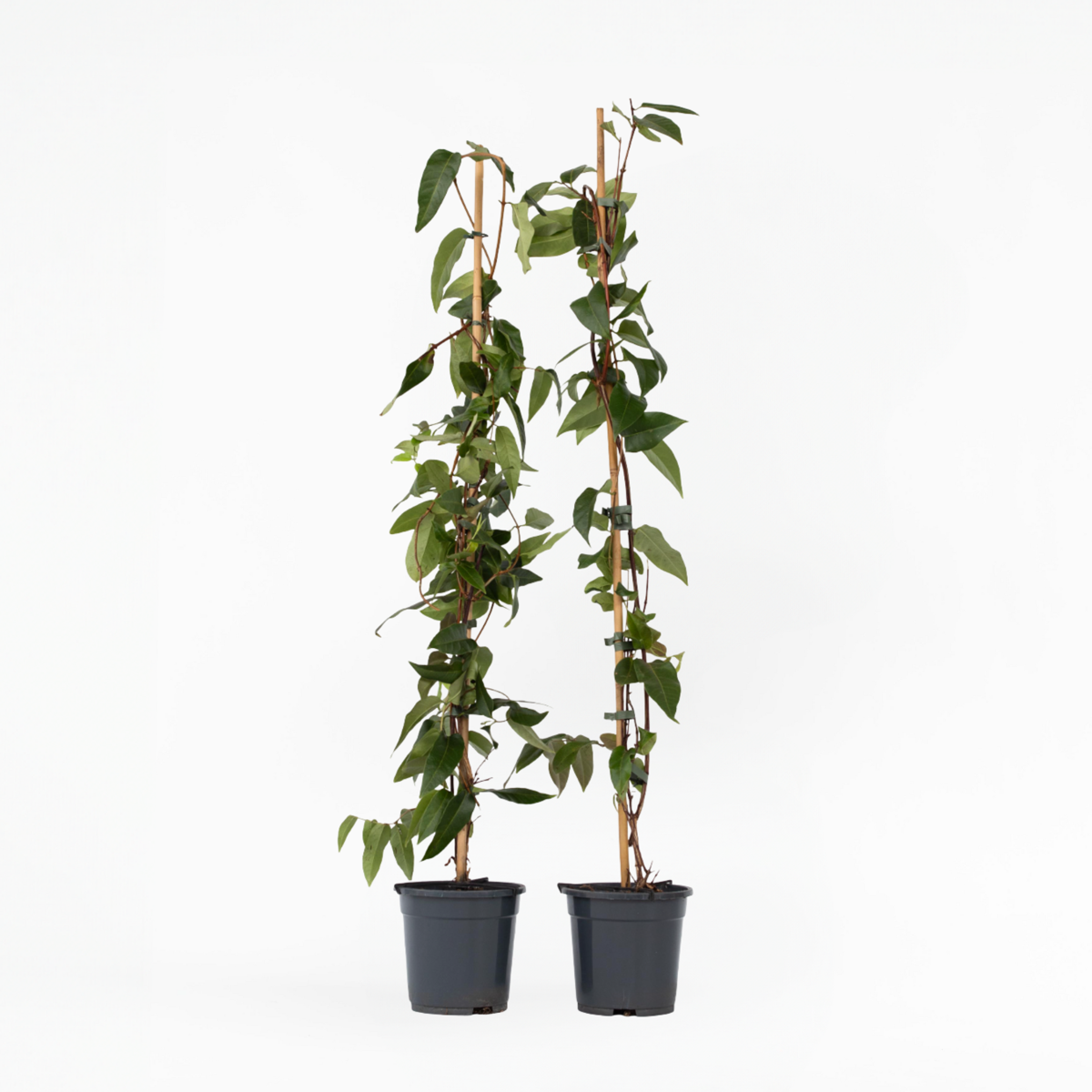 Lonicera henryi Copper Beauty - Set van 2 - Kamperfoelie
