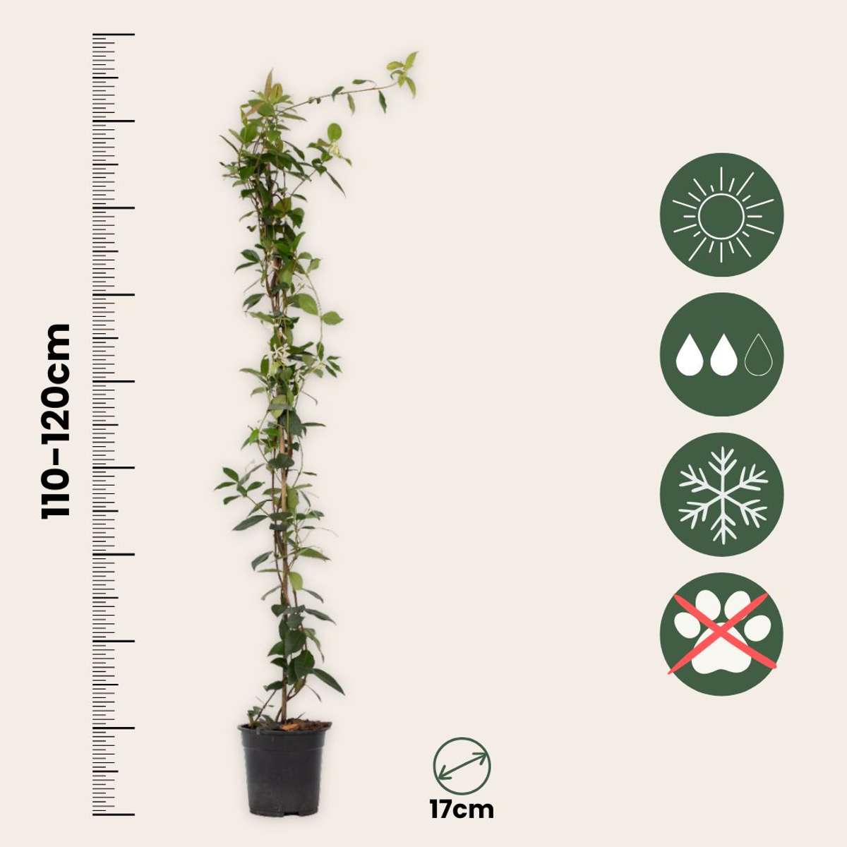 Jasmijn XL - Trachelospermum jasminoides