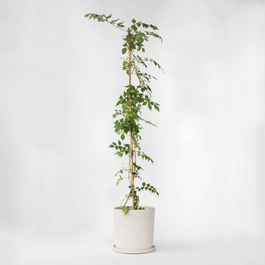 Campsis 'Flava' XL