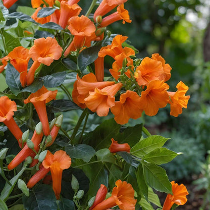 Campsis Radicans XL - Set van 2