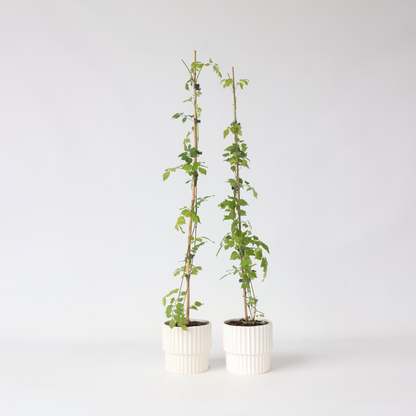 Campsis Radicans XL - Set van 2