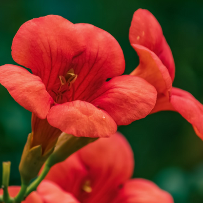 Campsis 'Mme Galen' XL