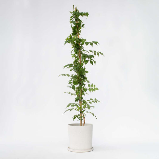 Campsis 'Mme Galen' XL
