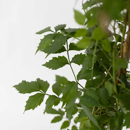 Campsis 'Mme Galen' XL - Set van 2