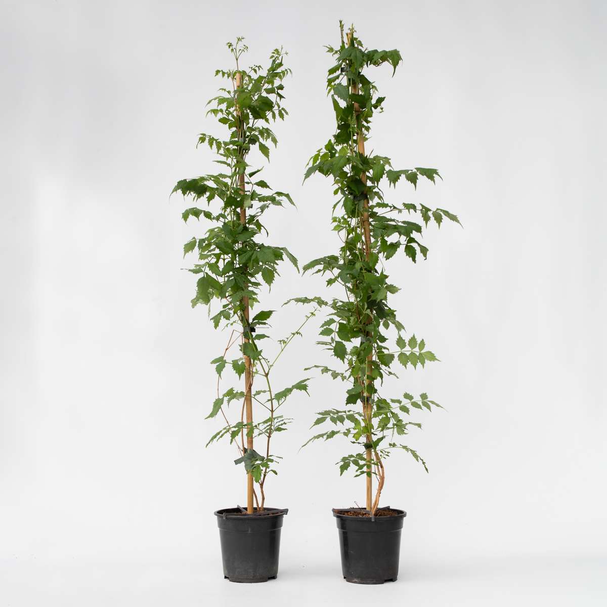 Campsis 'Mme Galen' XL - Set van 2