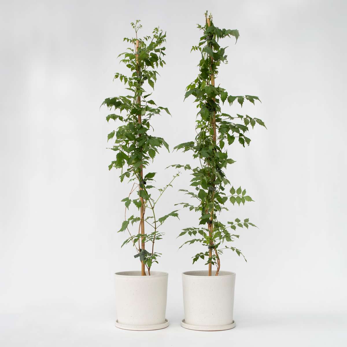 Campsis 'Mme Galen' XL - Set van 2