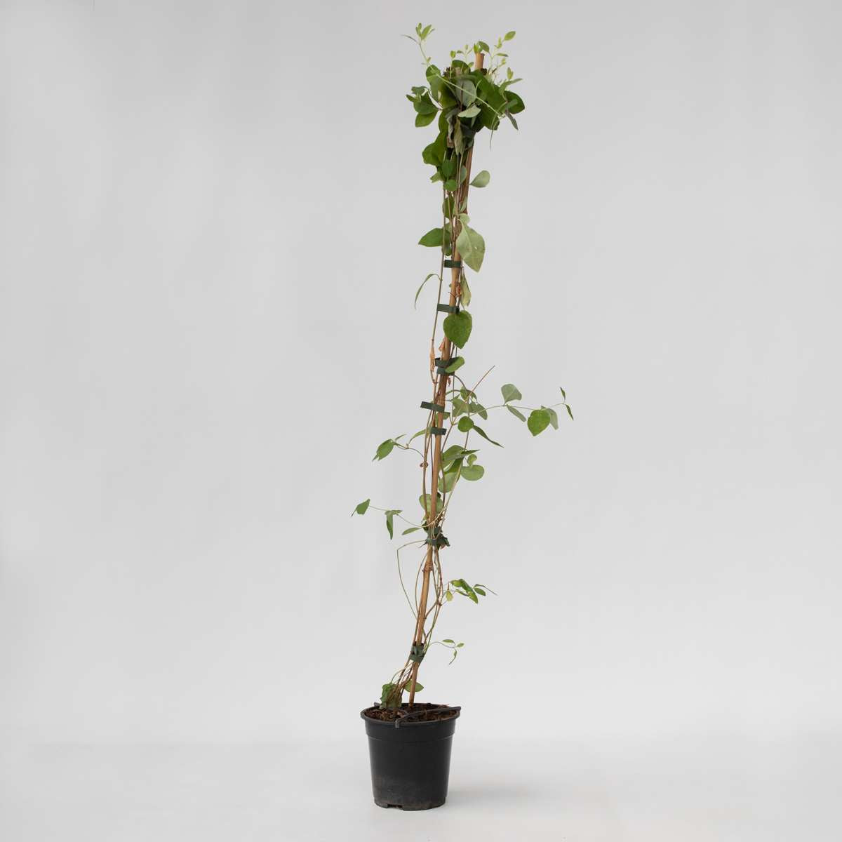 Lonicera Heckrotti 'American Beauty' - Kamperfoelie