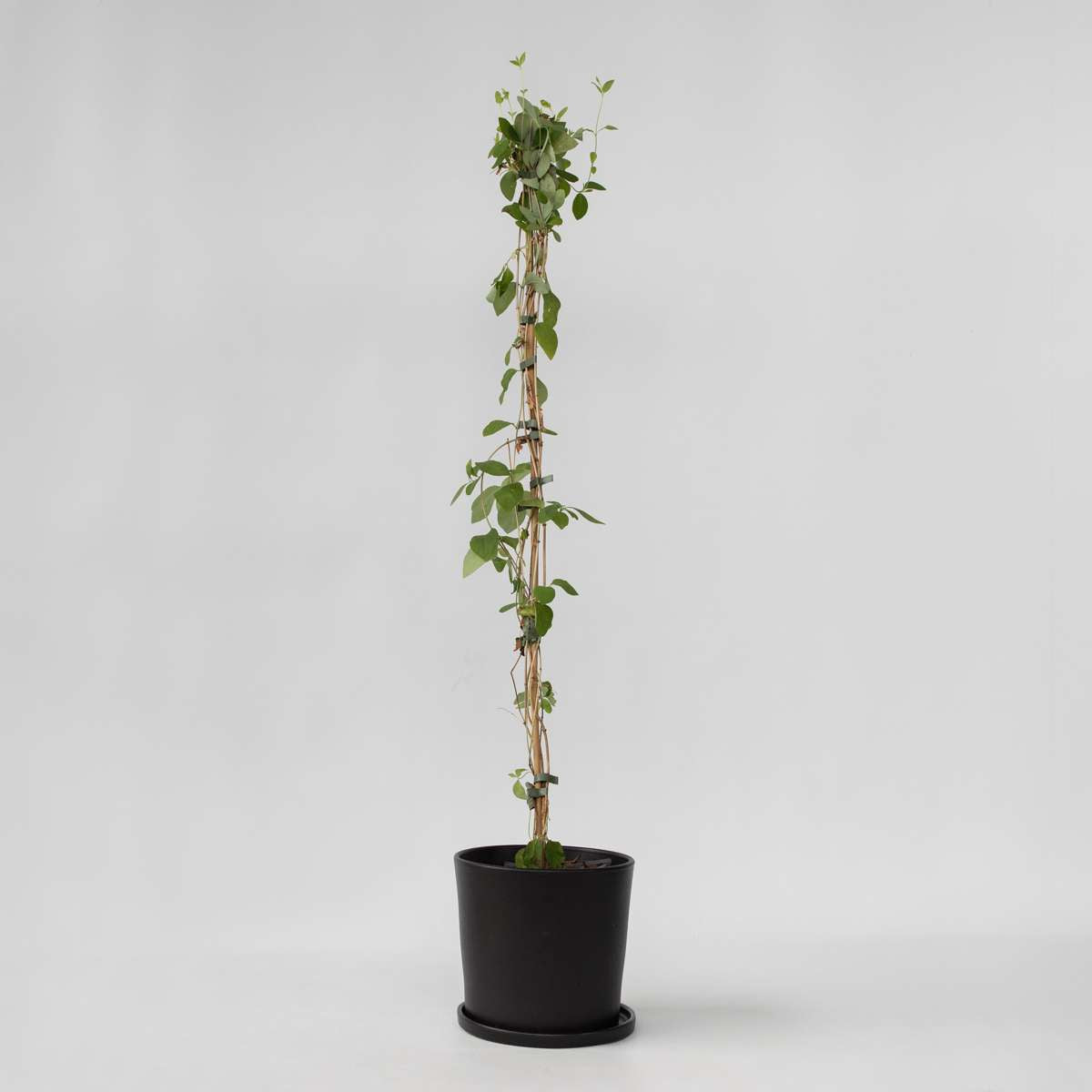 Lonicera Heckrotti 'American Beauty' - Kamperfoelie