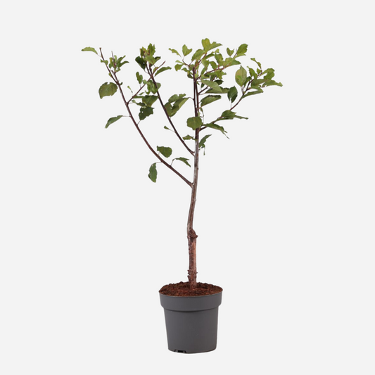 Prunus domestica 'Opal' - Pruimenboom