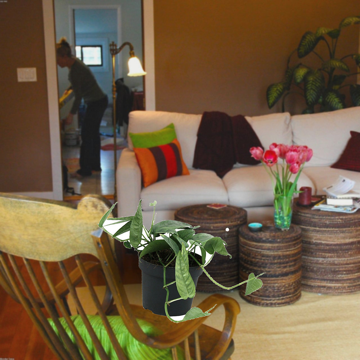 Florazo extra product image 1 for Epipremnum 'Cebu Blue' - Hangplant | Florazo
