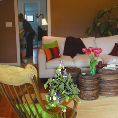 Florazo extra product image 3 for Epiphyllum guatamalense - Kamerplant | Florazo