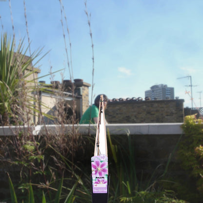 Florazo extra product image 2 for Clematis Piilu - Buitenplant | Florazo