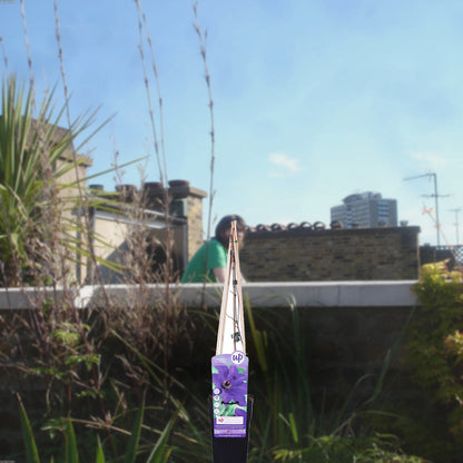 Florazo extra product image 2 for Clematis President - Buitenplant | Florazo