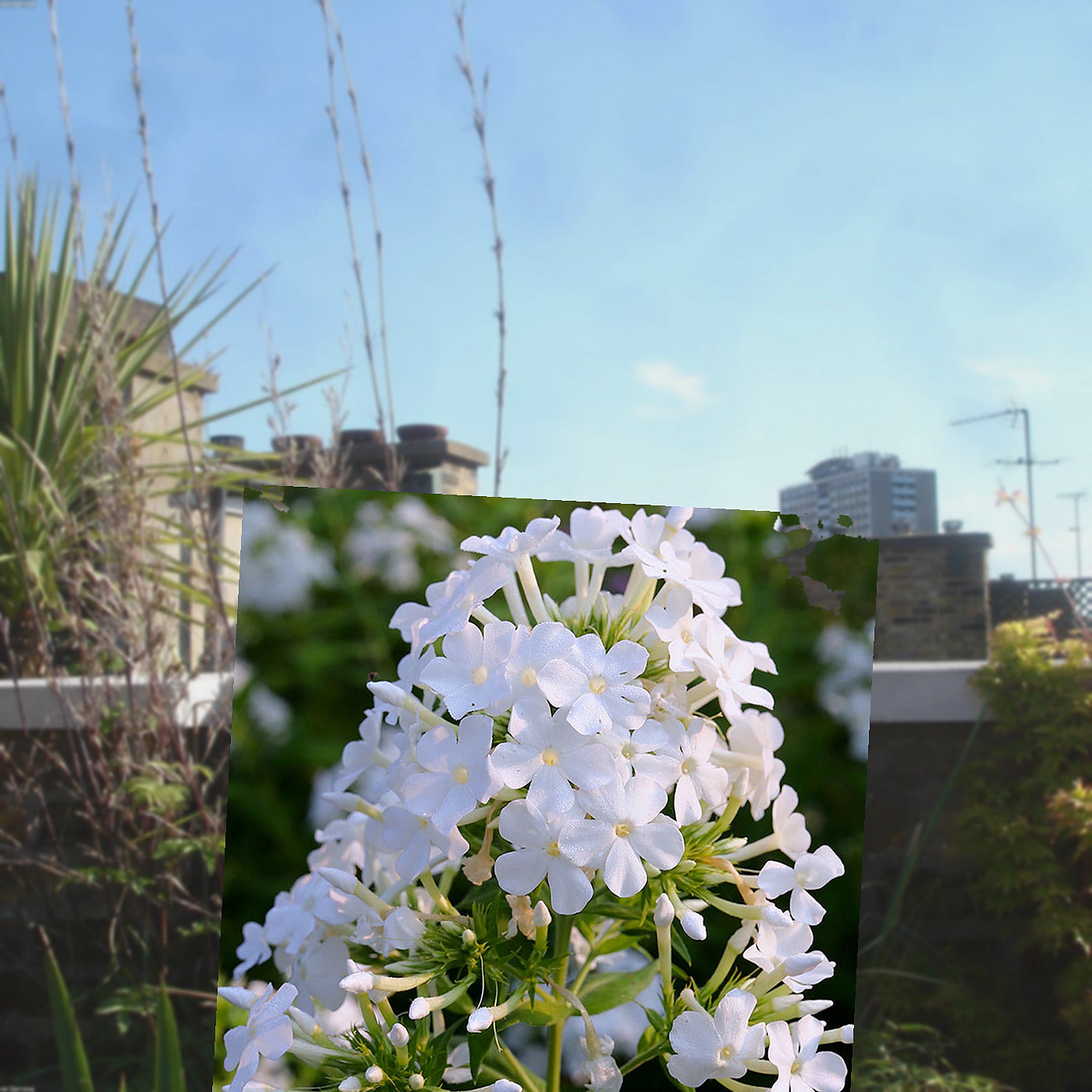 Florazo extra product image 1 for 3x Phlox (P) 'David' - Vaste plant | Florazo