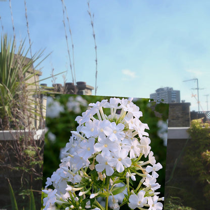 Florazo extra product image 1 for 3x Phlox (P) 'David' - Vaste plant | Florazo