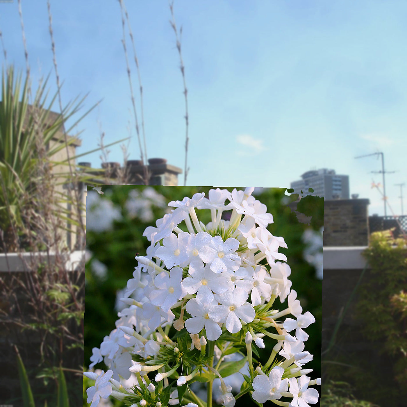 Florazo extra product image 2 for 3x Phlox (P) 'David' - Vaste plant | Florazo
