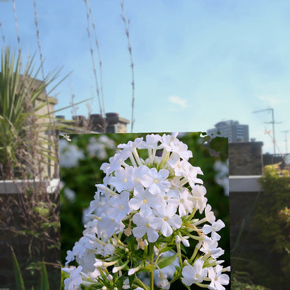 Florazo extra product image 3 for 3x Phlox (P) 'David' - Vaste plant | Florazo