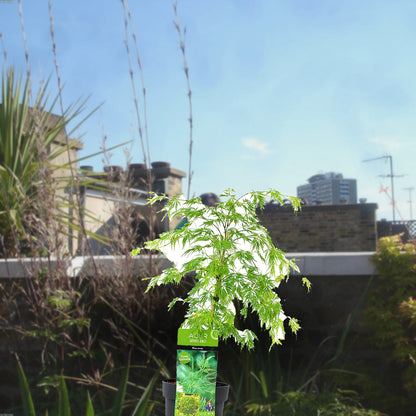 Florazo extra product image 1 for Acer Dissectum - Buitenplant | Florazo