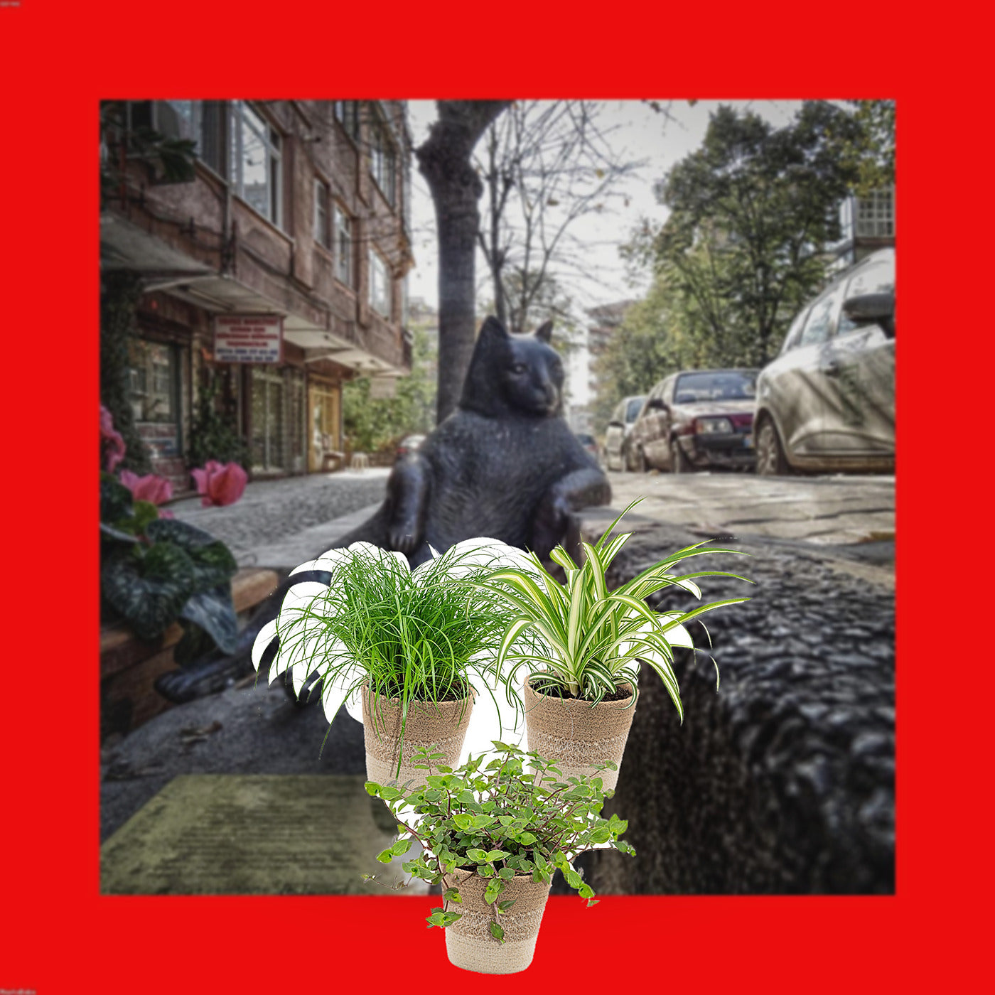 Florazo extra product image 2 for 3x Petfriendly mix incl. Basket Cremé - Kamerplant | Florazo