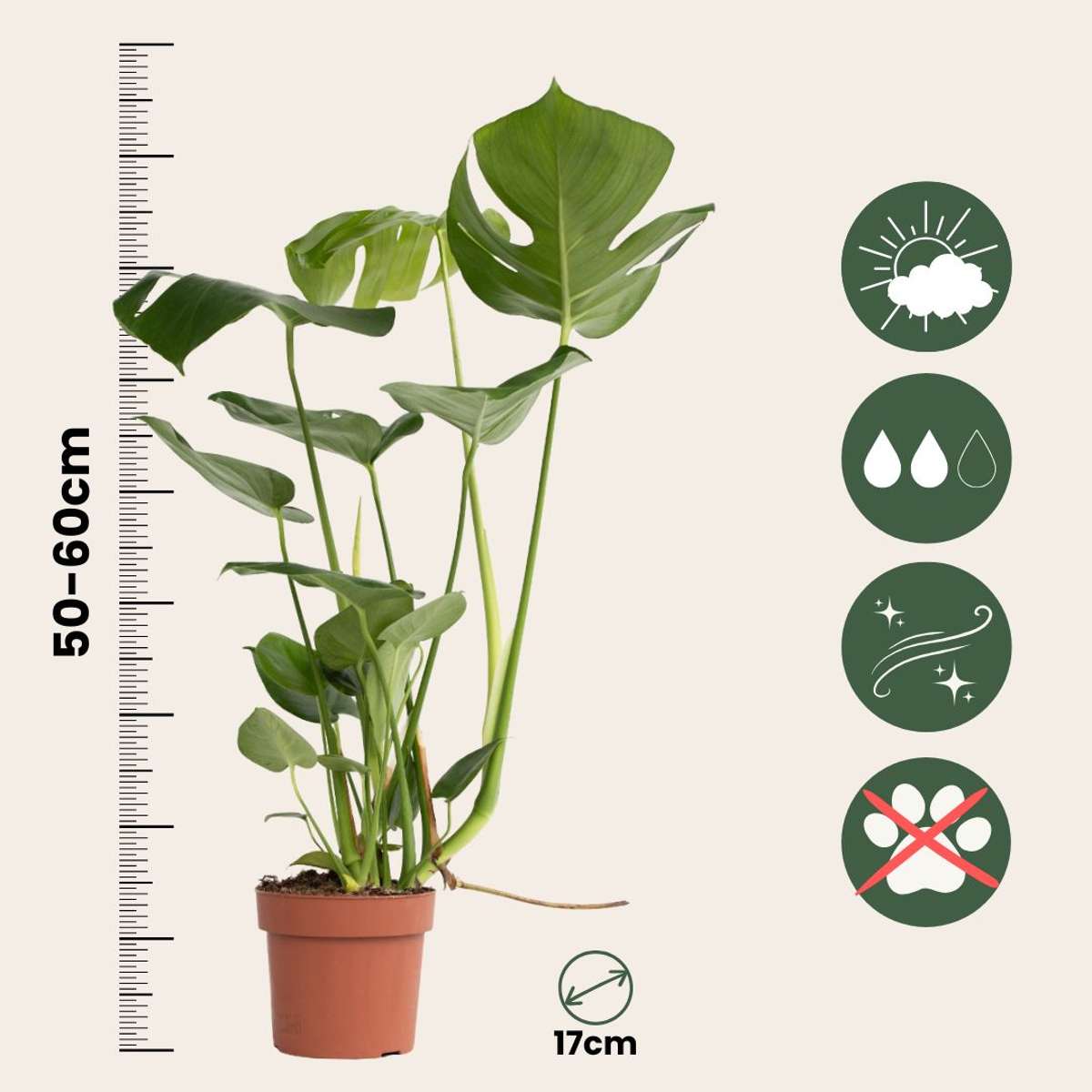 Monstera Deliciosa - Set van 2 - Gatenplant