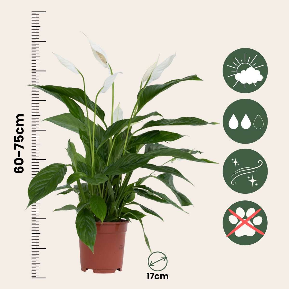 Spathiphyllum 'Lima' - Set van 2