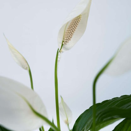 Spathiphyllum 'Lima' - Set van 4