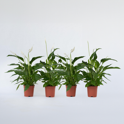 Spathiphyllum 'Lima' - Set van 4