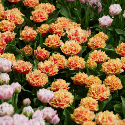 Tulipa 'Brisbane' - Tulpenbollen - Set van 10 - Roze