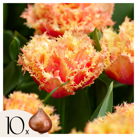 Tulipa 'Brisbane' - Tulpenbollen - Set van 10 - Roze
