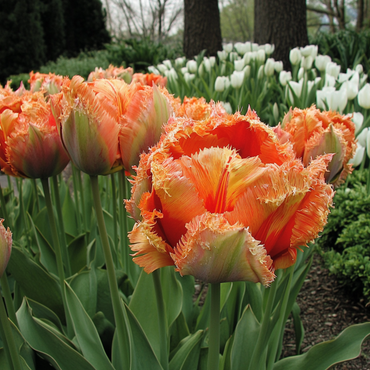 Tulipa 'Brisbane' - Tulpenbollen - Set van 15 - Roze