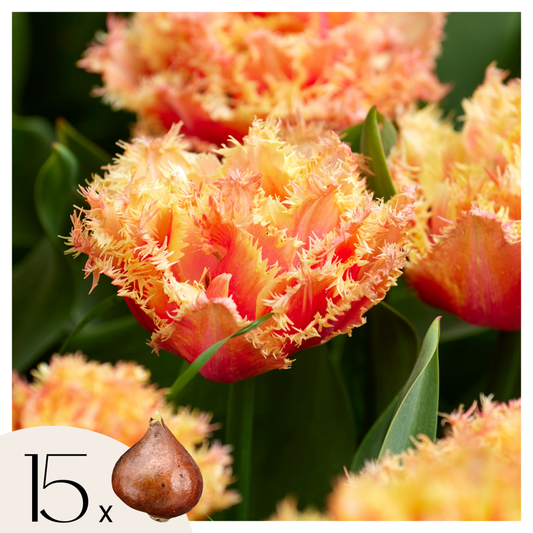 Tulipa 'Brisbane' - Tulpenbollen - Set van 15 - Roze