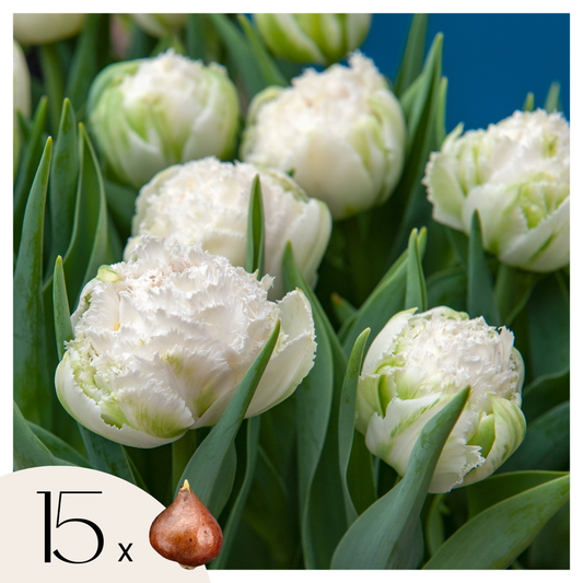 Tulipa 'Snow Crystal' - 15 stuks - Tulpenbollen - Wit