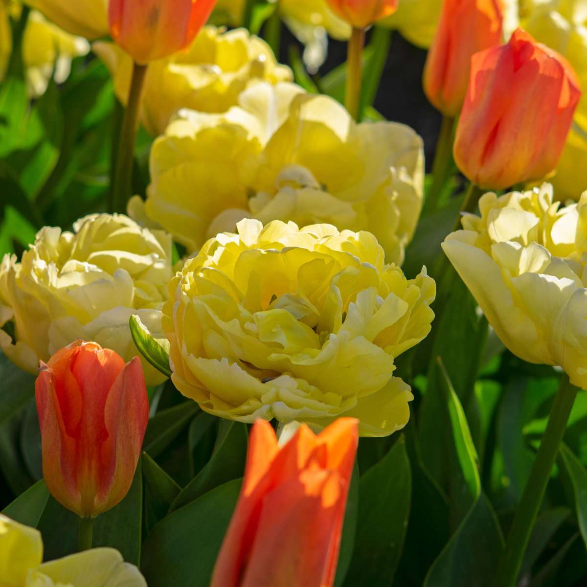 Tulipa 'Avant Garde' - Set van 14 - Tulp - Geel